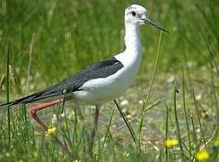 Black-winged Stilt