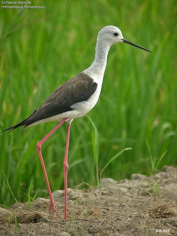 Black-winged Stilt