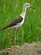 Black-winged Stilt