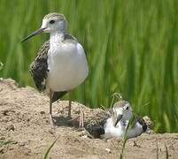 Black-winged Stilt