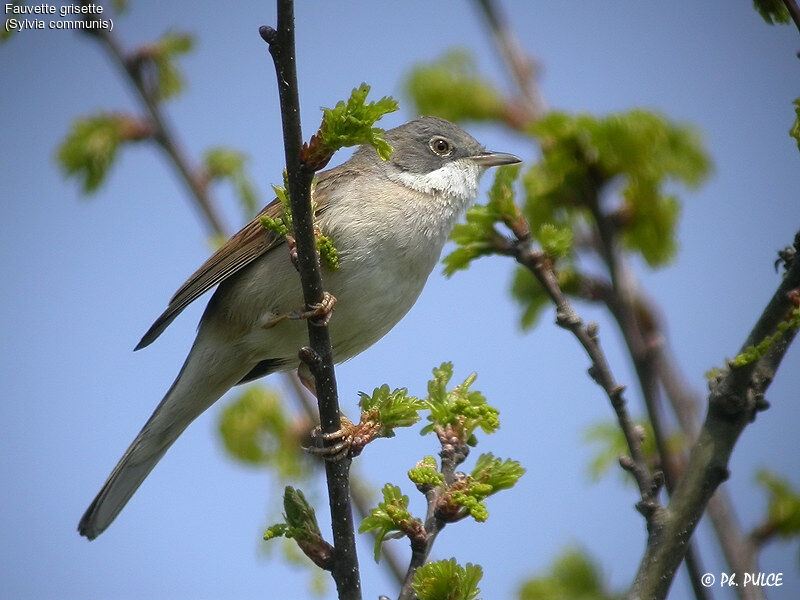 Common Whitethroat