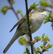 Common Whitethroat