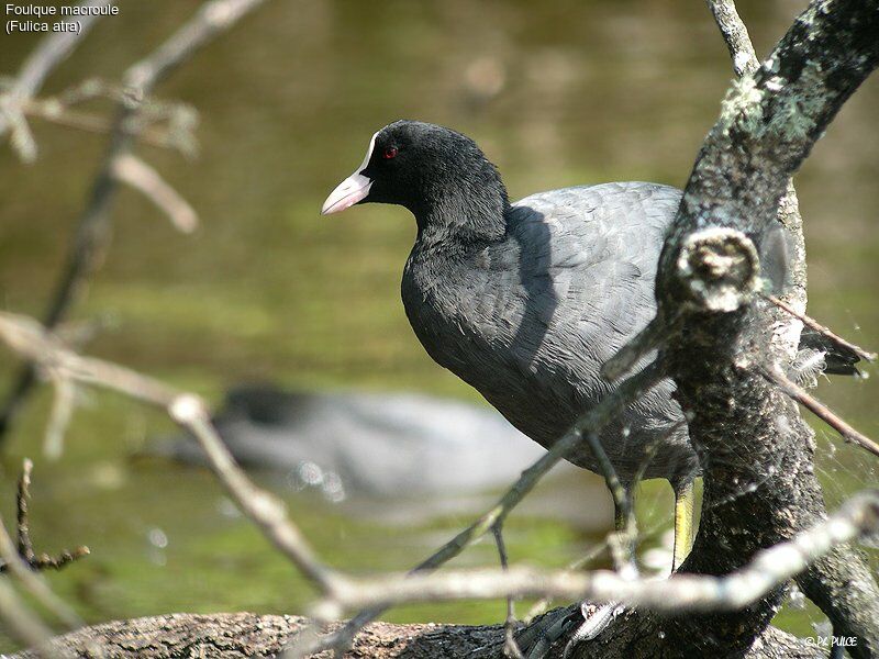 Eurasian Coot