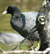 Eurasian Coot