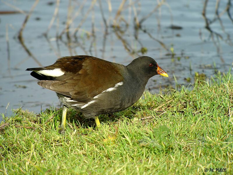 Gallinule poule-d'eau