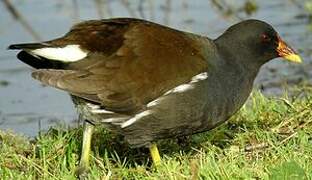 Gallinule poule-d'eau