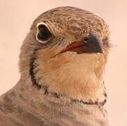 Collared Pratincole