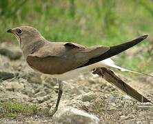 Collared Pratincole