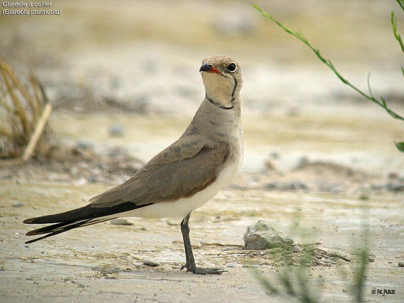 Collared Pratincole