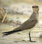 Collared Pratincole