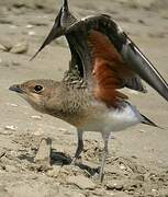 Collared Pratincole