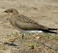 Collared Pratincole