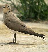 Collared Pratincole