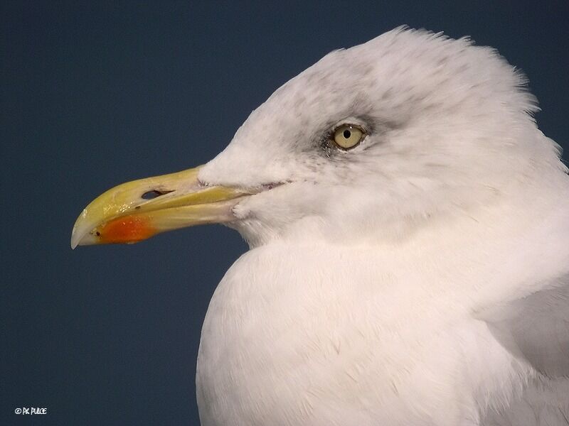 Goéland argenté