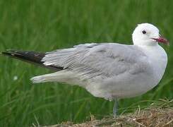 Audouin's Gull