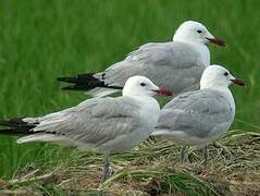 Audouin's Gull