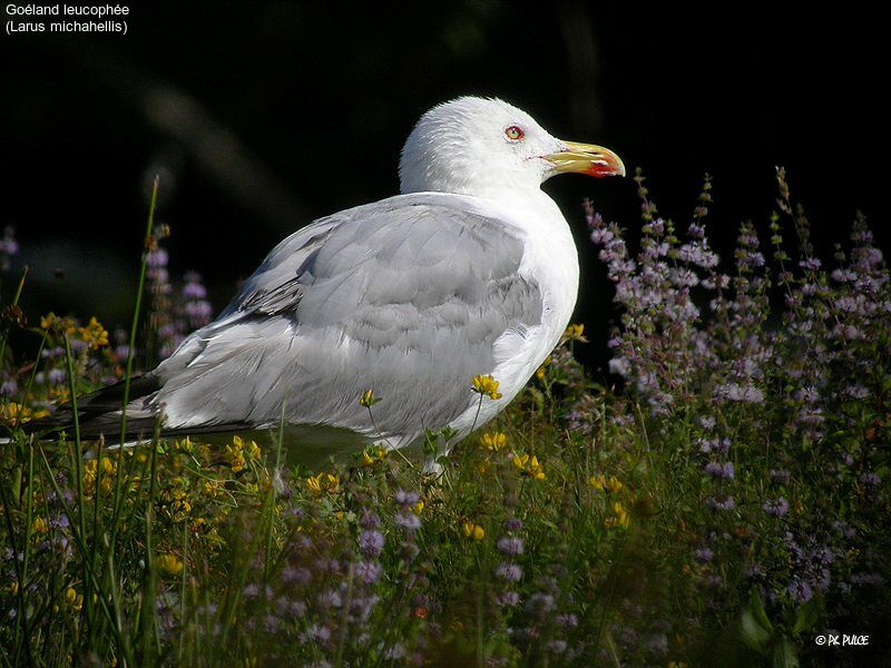 Yellow-legged Gull