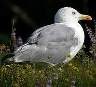 Yellow-legged Gull