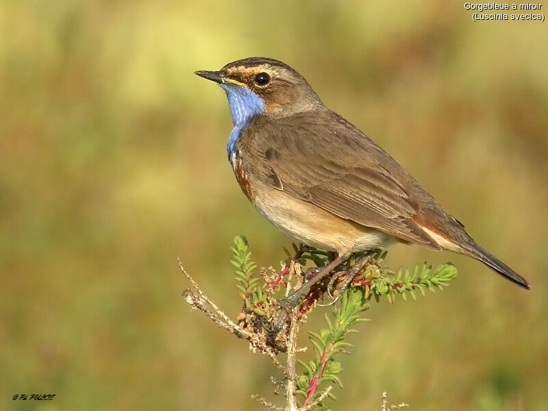 Bluethroat