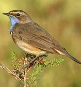 Bluethroat