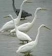 Grande Aigrette