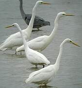 Great Egret