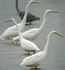 Grande Aigrette