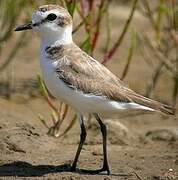 Kentish Plover