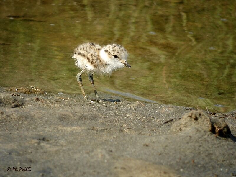 Kentish Plover