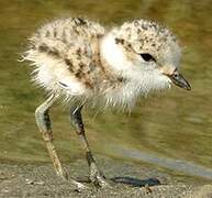 Kentish Plover