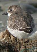 Greater Sand Plover