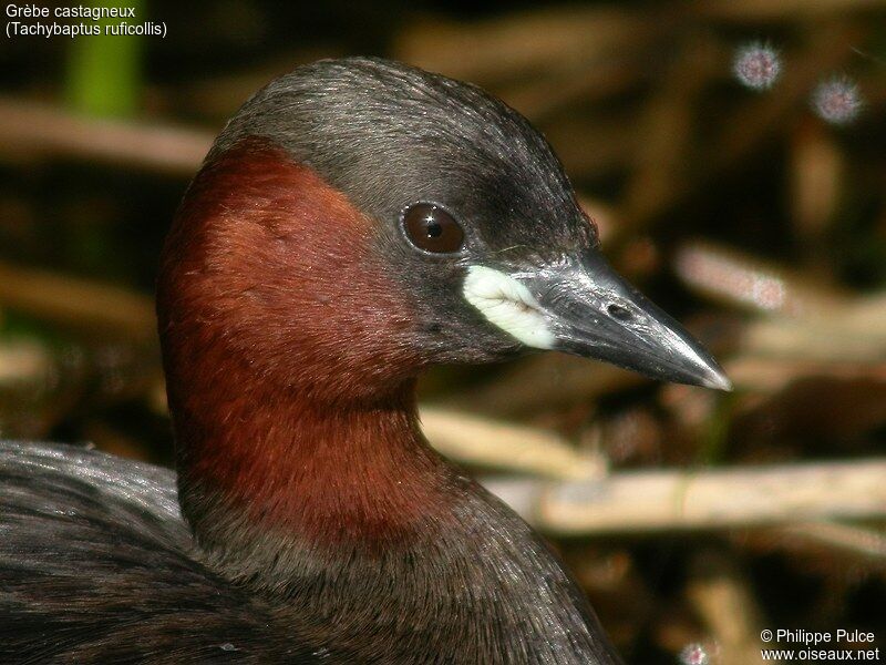 Little Grebe