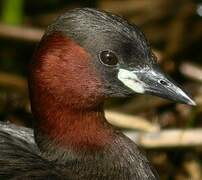 Little Grebe