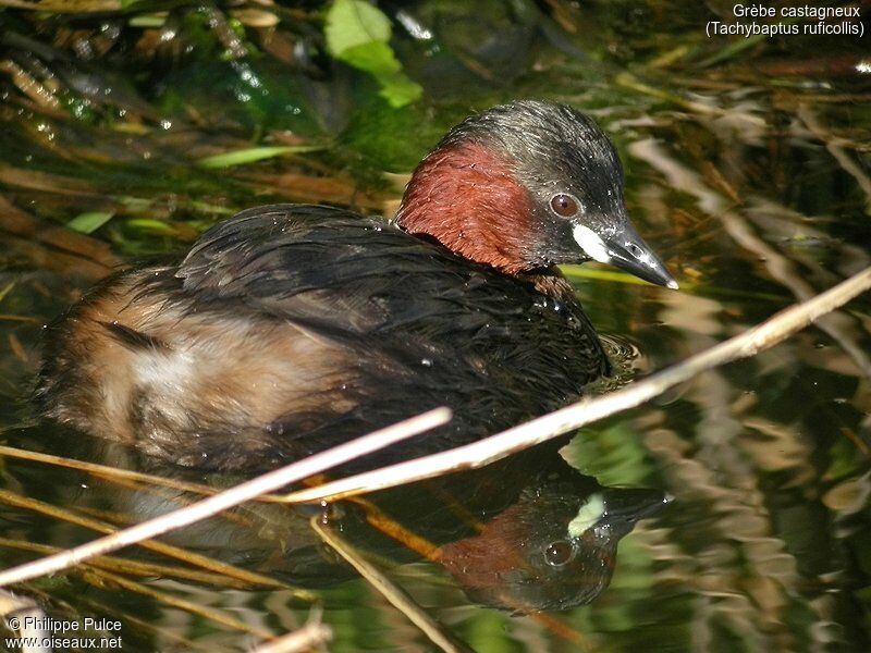 Little Grebe