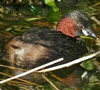 Little Grebe