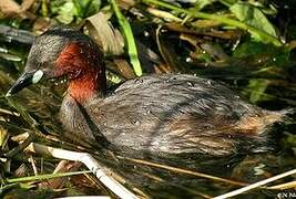 Little Grebe