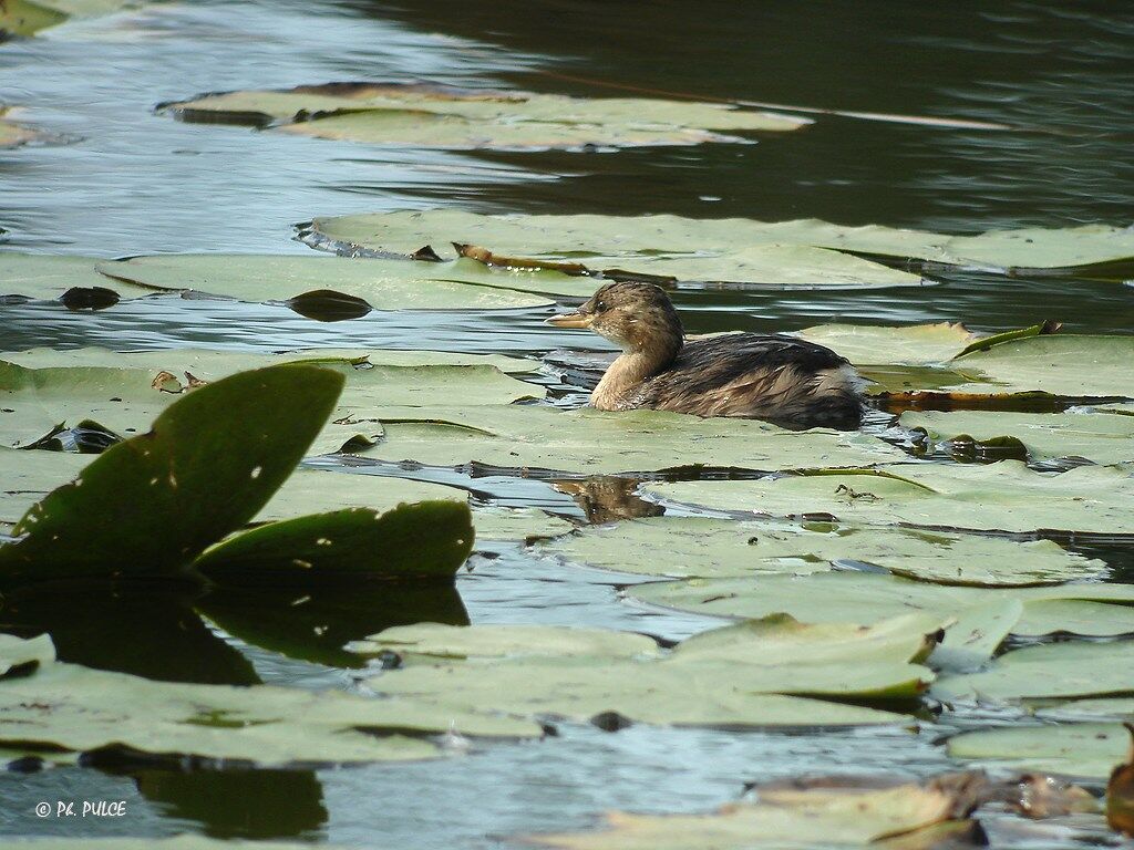 Little Grebe