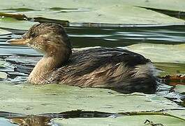 Little Grebe