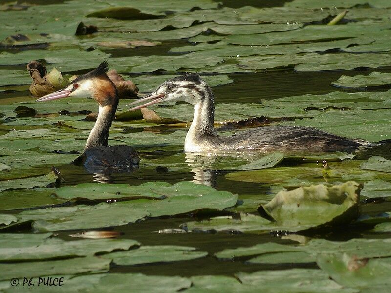 Great Crested Grebe