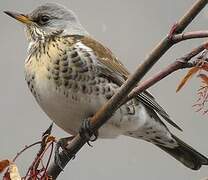 Fieldfare