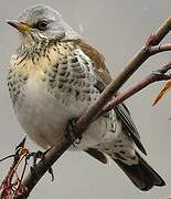 Fieldfare