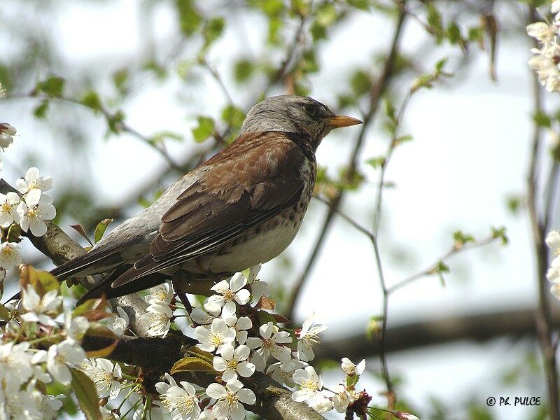 Fieldfare