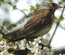 Fieldfare