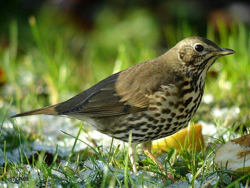 Song Thrush - Turdus philomelos - phpu4469