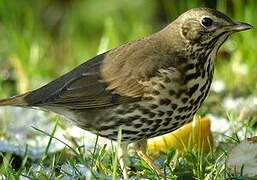 Song Thrush