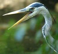 Grey Heron