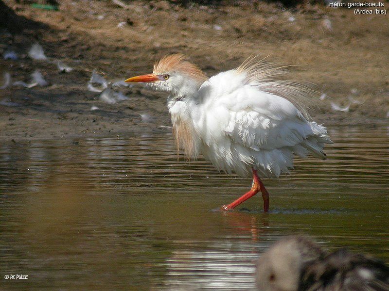 Western Cattle Egret