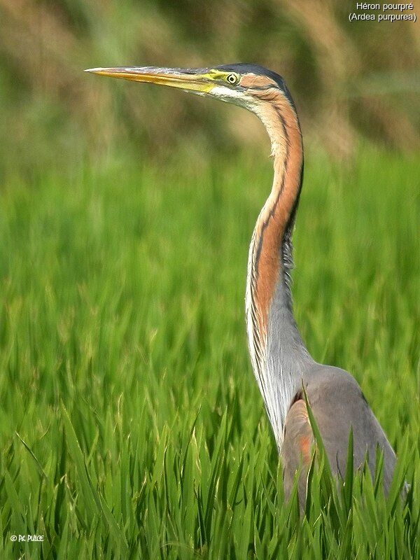 Purple Heron