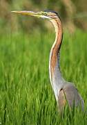 Purple Heron