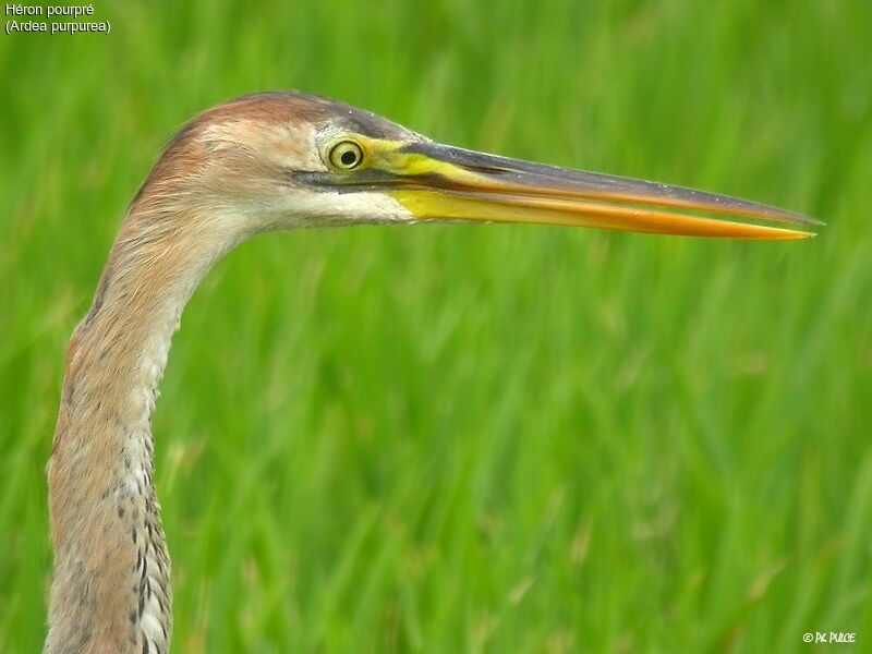 Purple Heron